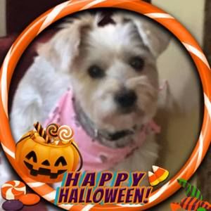 Meet your Posher, Joelle